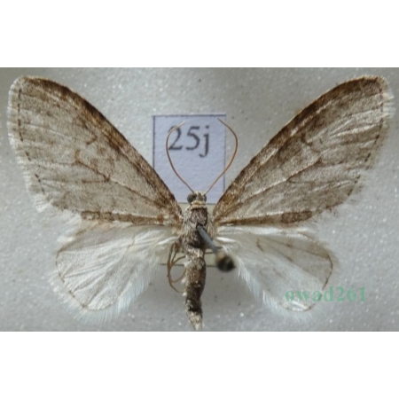 Trichopteryx carpinata (Borkhausen, 1794) Płatynka grabówka Czech25j